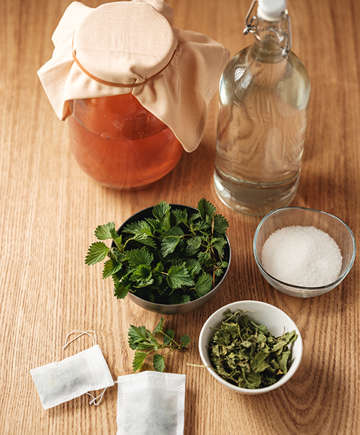 Grundzutaten des Kombucha: Wasser, Brennnessel, Zuckre, Scoby im Glas-Gefäß