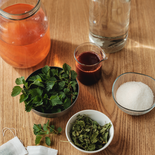Grundzutaten des Kombucha: Wasser, Brennnessel, Zuckre, Scoby im Glas-Gefäß