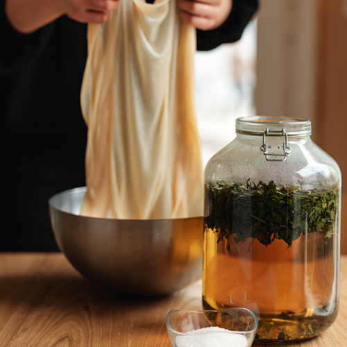 Kombucha-Herstellung mit Brennnesseltee und Scoby