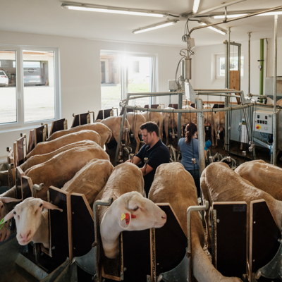 Schafe und Familie Stangl im Melkkarusell