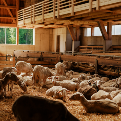 moderner Schafstall und liegenden Schafen