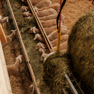 Fütterung der Schafe durch den Kran