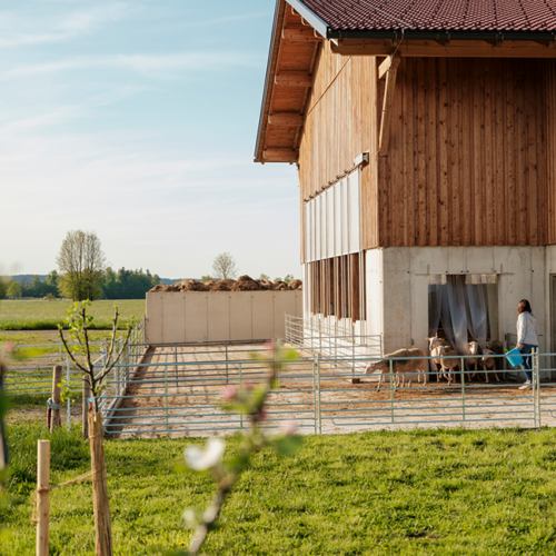Stall von außen, Schafe laufen hinauß