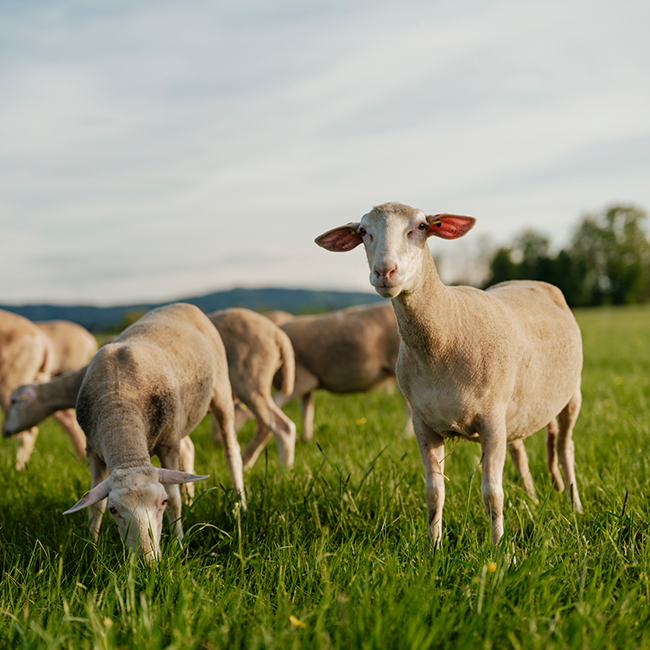 Schaf steht auf der Weide und blickt direkt in die Kamera