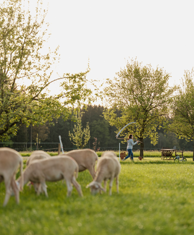 Schafe grasen auf der Weide