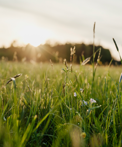 Weide von der Nähe.