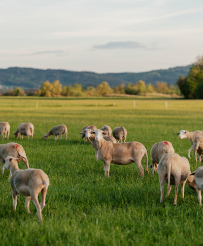 Schafweide bei Sonnenuntergang