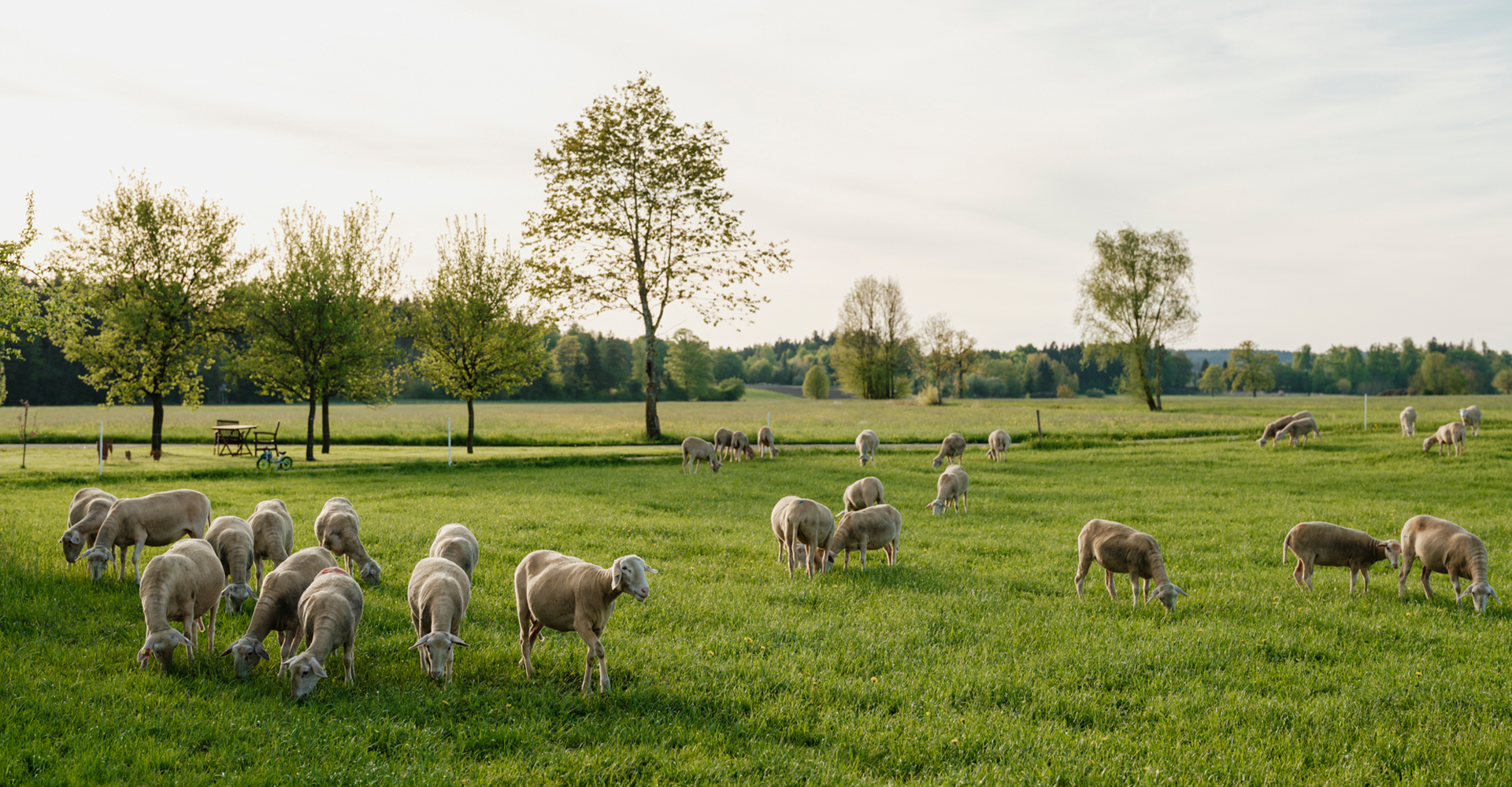Schafe auf der Weide