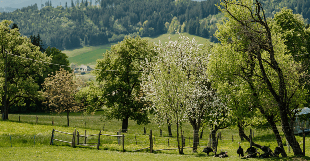 Landschafts-Aufnahme