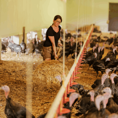 Landwirtin am Arbeiten im Puten-Stall