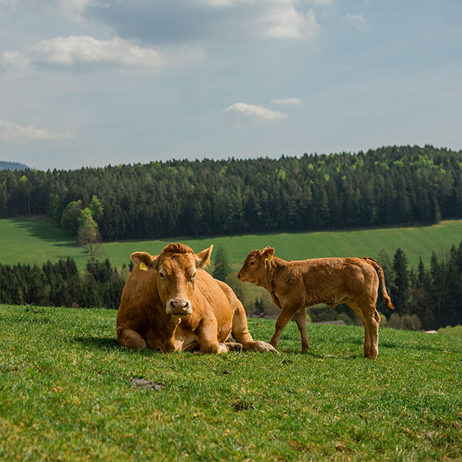 Ja! Natürlich Weiderinder auf der Wiese