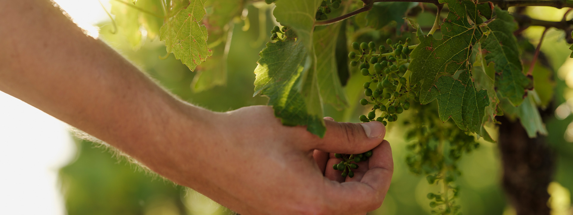 Hand an einer Rebe in den Weinbergen