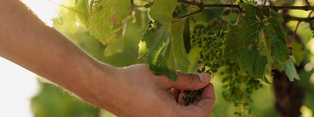Hand an einer Rebe in den Weinbergen
