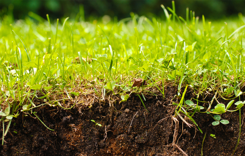 Bodenlebewesen: Die unsichtbaren Helden unter der Erde