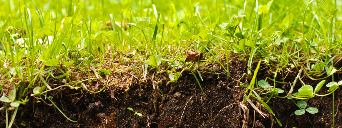 Bodenlebewesen: Die unsichtbaren Helden unter der Erde