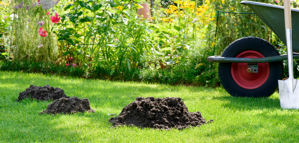 Maulwurfshügel in einem gepflegten Garten