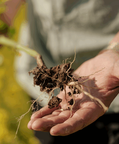 Wurzeln der Senf-Blüte