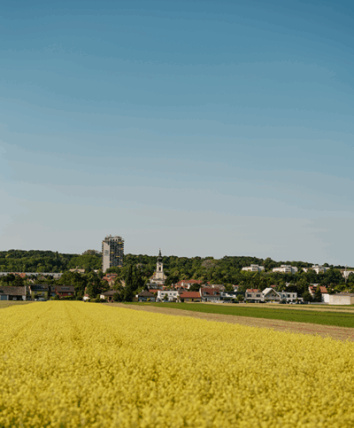 Senf-Feld am Stadtrand mit Blick in auf die Stadt