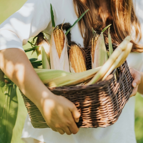 Jemand trägt Bio-Mais in einem Korb.