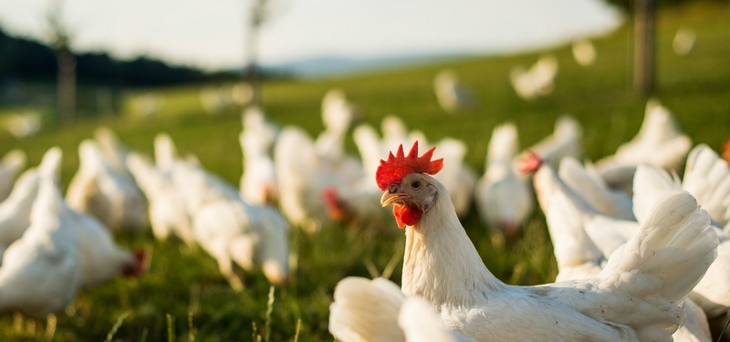 Bio-Hendl auf der Wiese.