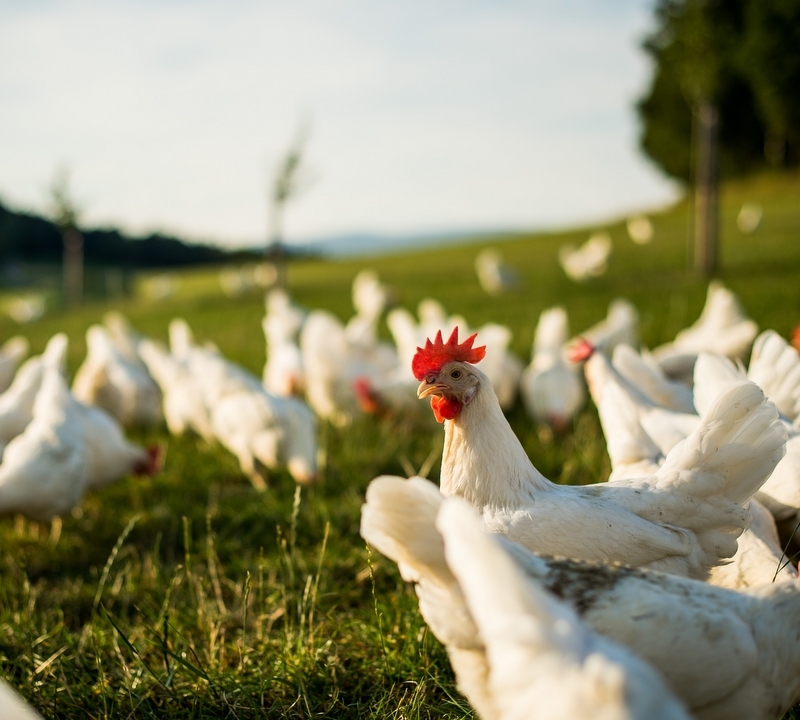 Bio-Hendl auf der Wiese.