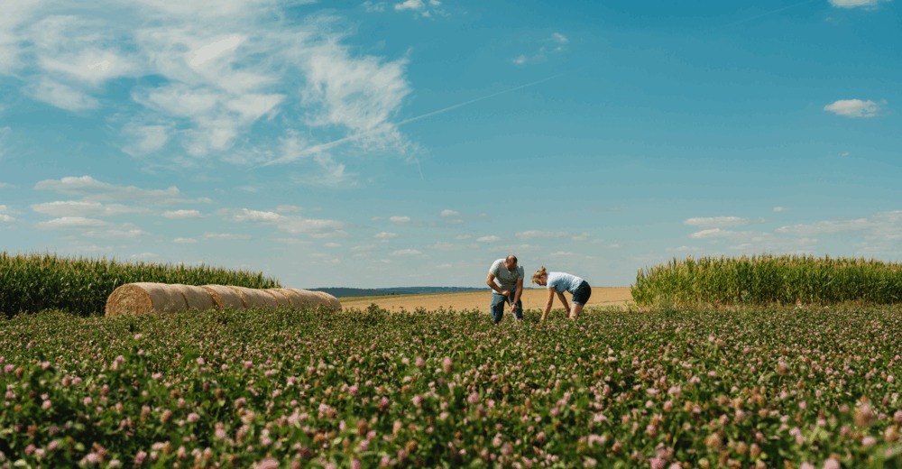 Feld von Familie Kernstock