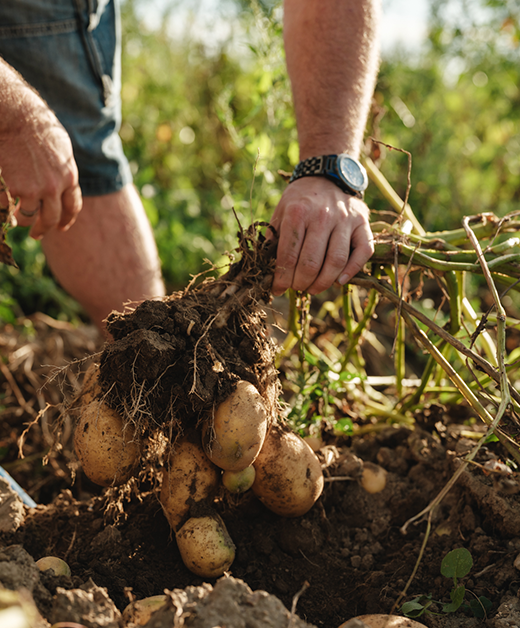 Ausgegrabene Erdäpfel inkl. Wurzeln