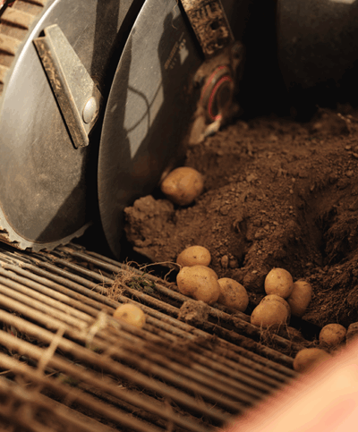 Erdäpfel auf dem Vollernter