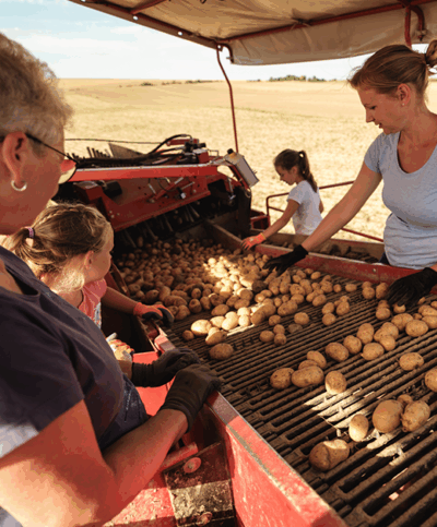 Auslese der Erdäpfel auf dem Vollernter