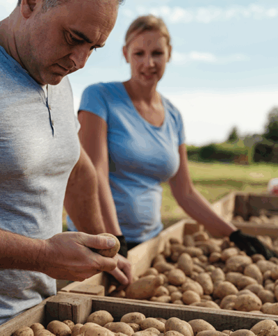Begutachtung der ausgelesenen Erdäpfel
