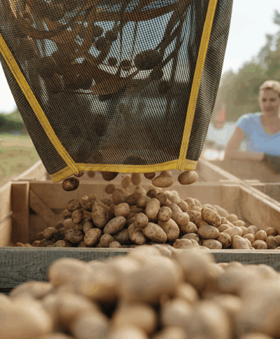 Abfüllen der geernteten Erdäpfel in Holzkisten