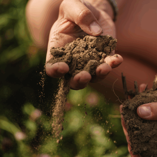 Erde in den Händen