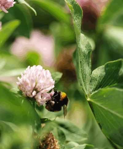 Hummel auf einer Pflanze