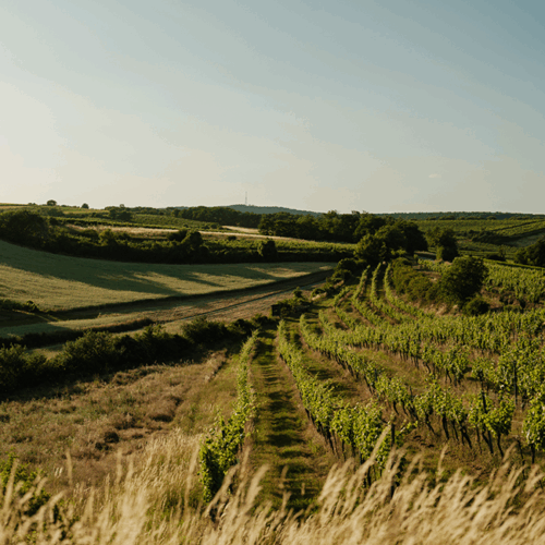 Weinreben am Weingut Oppenauer