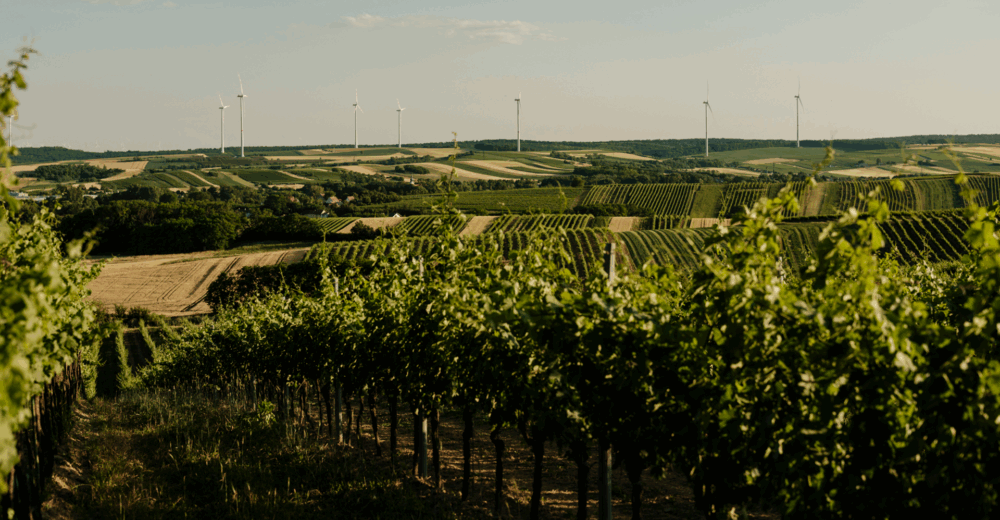 Blick in die Landschuft am Weingut