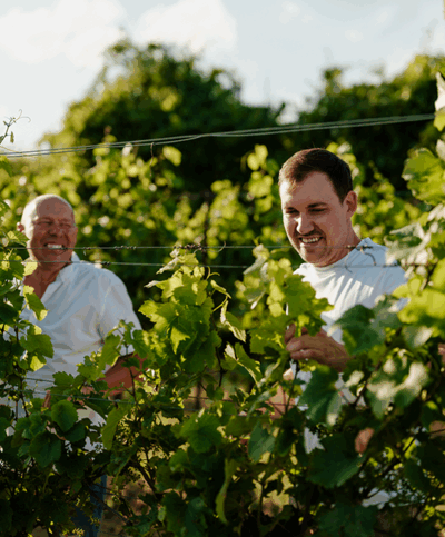 Rainer und Roman Oppenauer begutachten die Reben
