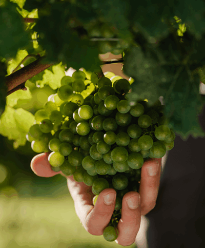 Hände greifen nach Trauben