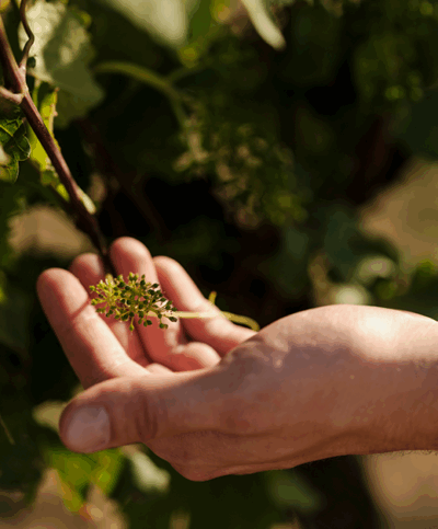 Hände greifen nach Trauben