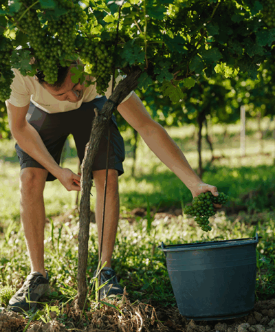 Hände greifen nach Trauben