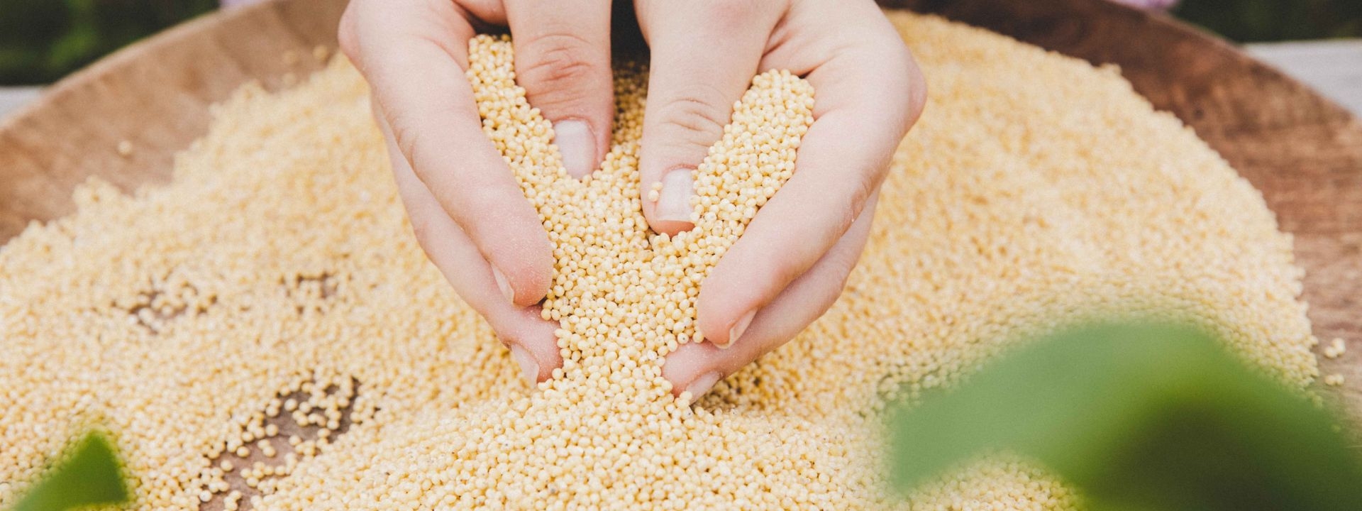 Jemand hält Goldhirse in der Hand.