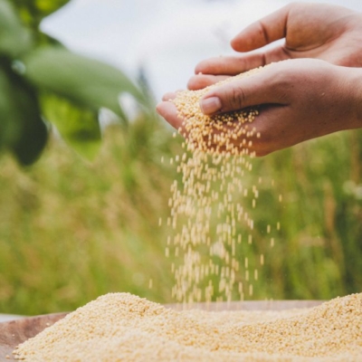 Bio-Goldhirse in einer Hand.