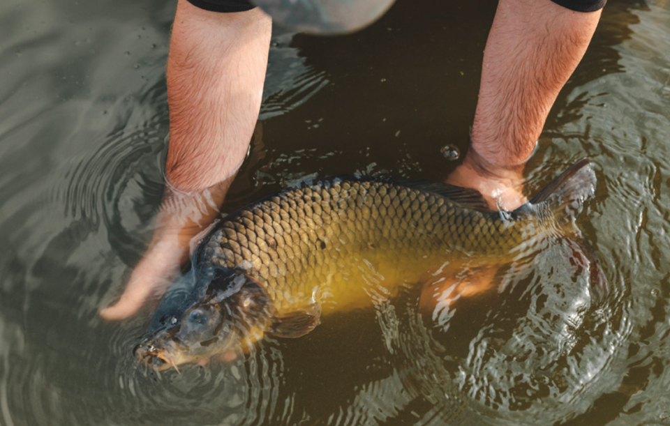 Abfischen im Waldviertel – Tradition und Fest