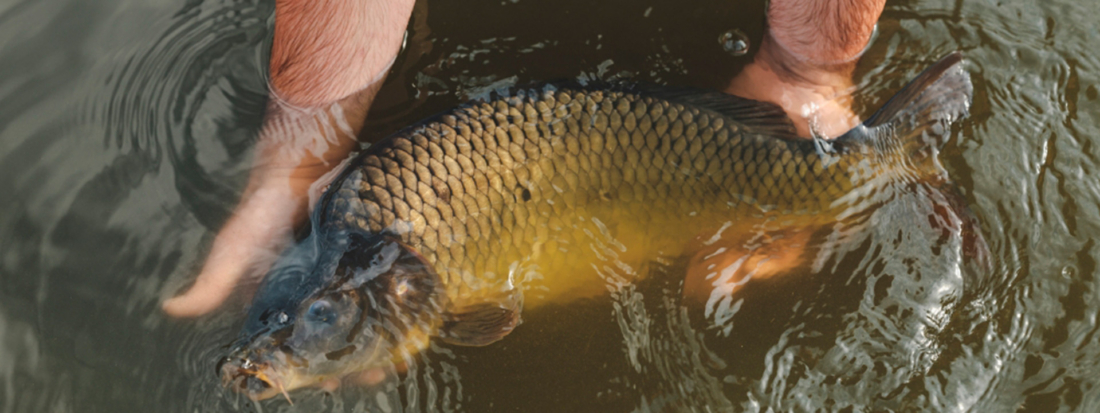 Abfischen im Waldviertel – Tradition und Fest