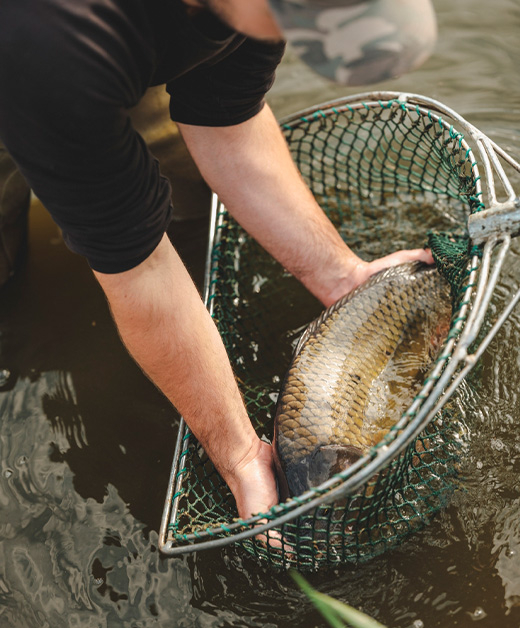 Karpfen im einem Kescher wird im Wasser gehalten