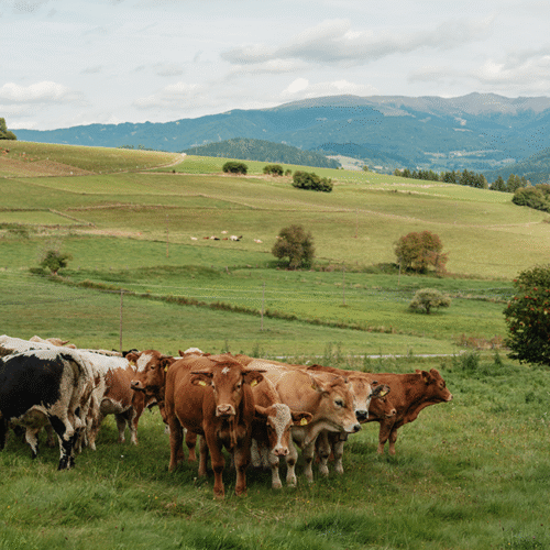 Zechners Weidegenussrinder in der Gruppe auf der Weide