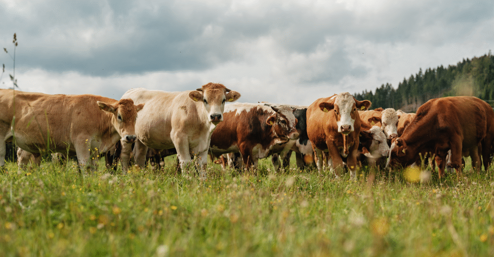 Zechners Weidegenussrinder in der Gruppe auf der Weide