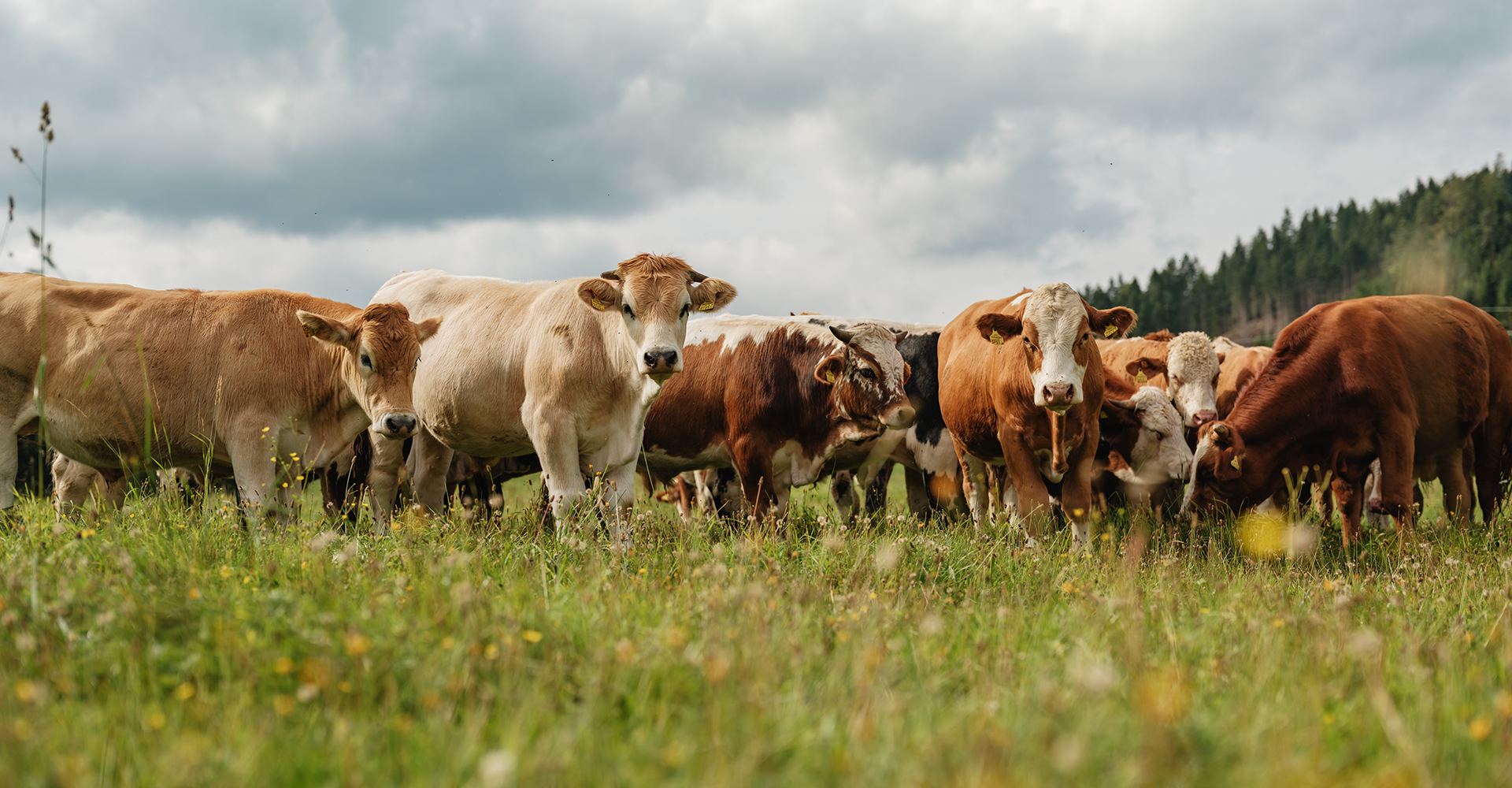 Zechners Weidegenussrinder in der Gruppe auf der Weide
