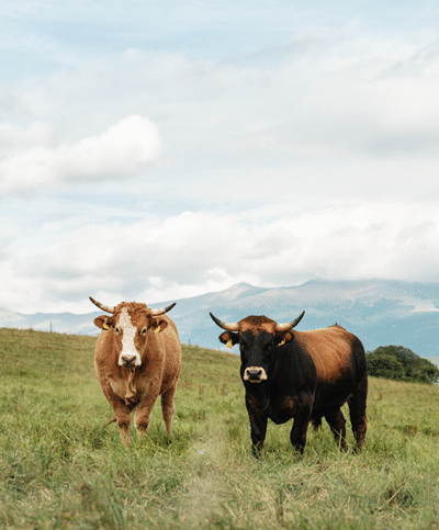 Zechners Weidegenussrinder in der Gruppe auf der Weide
