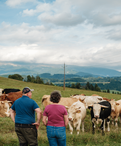 Zechners Weidegenussrinder in der Gruppe auf der Weide