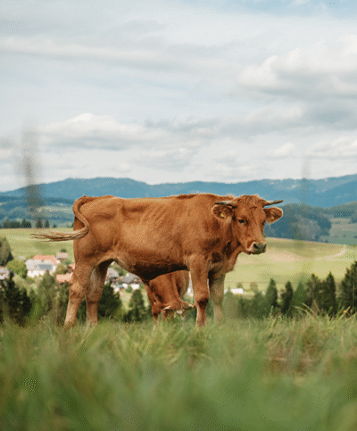 Braunes Weidegenussrind auf der Weide